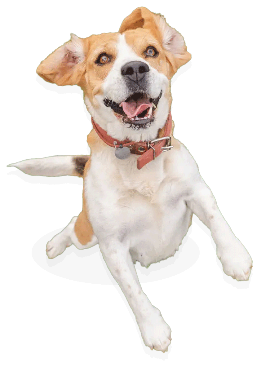 狗狗